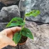 Kép 7/9 - Monstera Esqueleto