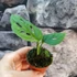 Kép 8/9 - Monstera Esqueleto