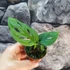 Kép 9/9 - Monstera Esqueleto