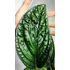 Kép 2/8 - Monstera sp. Peru karstenianum