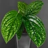 Kép 1/8 - Monstera sp. Peru karstenianum