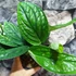 Kép 3/8 - Monstera sp. Peru karstenianum
