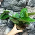 Kép 5/8 - Monstera sp. Peru karstenianum