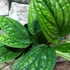 Kép 6/8 - Monstera sp. Peru karstenianum