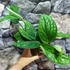 Kép 7/8 - Monstera sp. Peru karstenianum