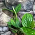 Kép 8/8 - Monstera sp. Peru karstenianum