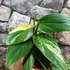 Kép 2/7 - Monstera standleyana variegeta