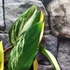 Kép 3/7 - Monstera standleyana variegeta