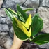 Kép 4/7 - Monstera standleyana variegeta