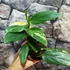 Kép 5/7 - Monstera standleyana variegeta
