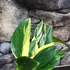 Kép 6/7 - Monstera standleyana variegeta