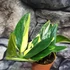 Kép 7/7 - Monstera standleyana variegeta