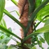 Kép 9/21 - Monstera epipremnoides 'Esqueleto' nagy méretben