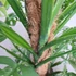 Kép 14/21 - Monstera epipremnoides 'Esqueleto' nagy méretben