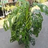 Kép 2/21 - Monstera epipremnoides 'Esqueleto' nagy méretben