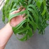 Kép 15/21 - Monstera epipremnoides 'Esqueleto' nagy méretben