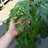 Kép 13/21 - Monstera epipremnoides 'Esqueleto' nagy méretben