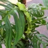 Kép 7/21 - Monstera epipremnoides 'Esqueleto' nagy méretben