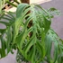 Kép 6/21 - Monstera epipremnoides 'Esqueleto' nagy méretben