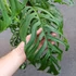 Kép 4/21 - Monstera epipremnoides 'Esqueleto' nagy méretben