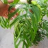 Kép 10/21 - Monstera epipremnoides 'Esqueleto' nagy méretben