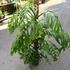 Kép 3/21 - Monstera epipremnoides 'Esqueleto' nagy méretben