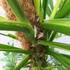 Kép 12/21 - Monstera epipremnoides 'Esqueleto' nagy méretben