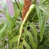 Kép 11/21 - Monstera epipremnoides 'Esqueleto' nagy méretben