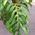 Kép 8/21 - Monstera epipremnoides 'Esqueleto' nagy méretben