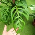 Kép 18/21 - Monstera epipremnoides 'Esqueleto' nagy méretben