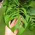 Kép 17/21 - Monstera epipremnoides 'Esqueleto' nagy méretben