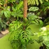 Kép 20/21 - Monstera epipremnoides 'Esqueleto' nagy méretben