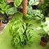 Kép 1/21 - Monstera epipremnoides 'Esqueleto' nagy méretben