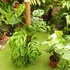 Kép 21/21 - Monstera epipremnoides 'Esqueleto' nagy méretben