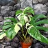 Kép 2/9 - Monstera deliciosa 'Variegata'