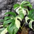 Kép 4/9 - Monstera deliciosa 'Variegata'