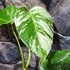 Kép 5/9 - Monstera deliciosa 'Variegata'