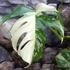 Kép 3/9 - Monstera deliciosa 'Variegata'