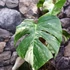 Kép 7/9 - Monstera deliciosa 'Variegata'