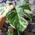 Kép 8/9 - Monstera deliciosa 'Variegata'