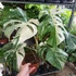 Kép 2/11 - Monstera deliciosa albo 'Variegata'