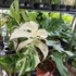 Kép 3/11 - Monstera deliciosa albo 'Variegata'