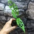 Kép 6/10 - Monstera obliqua 'Peru'