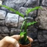 Kép 7/10 - Monstera obliqua 'Peru'