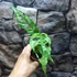 Kép 9/10 - Monstera obliqua 'Peru'
