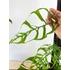 Kép 5/10 - Monstera obliqua 'Peru'