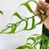 Kép 1/8 - Monstera obliqua 'Peru' 2 növény/cserép