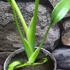 Kép 3/13 - Monstera Burle Marx's Flame