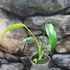 Kép 4/13 - Monstera Burle Marx's Flame