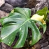 Kép 2/15 - Monstera deliciosa 'Thai Constellation'